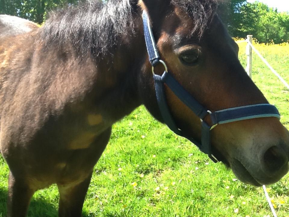 Ostsee Reetkate Langballig Luaran gambar